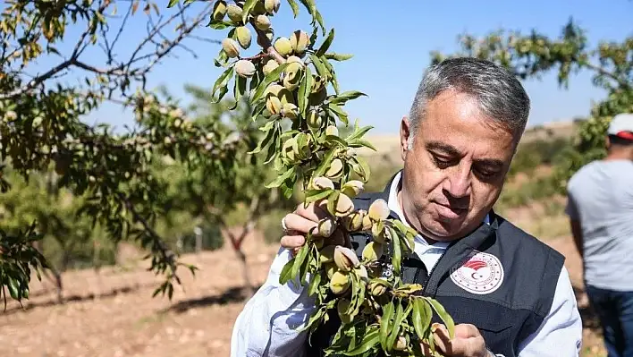 Tarımda badem rüzgarı