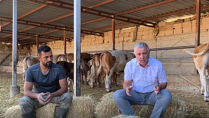 YOK ARTIK! SARI SAMANIN FİYATI SARI ALTINLA YARIŞIYOR!