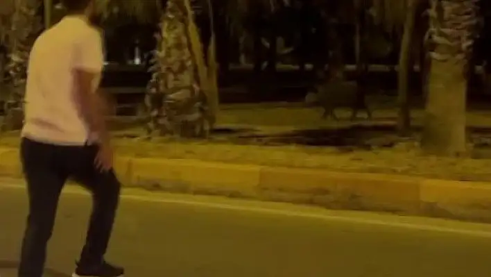 Şehre inen domuzları havlayarak kaçırdı!