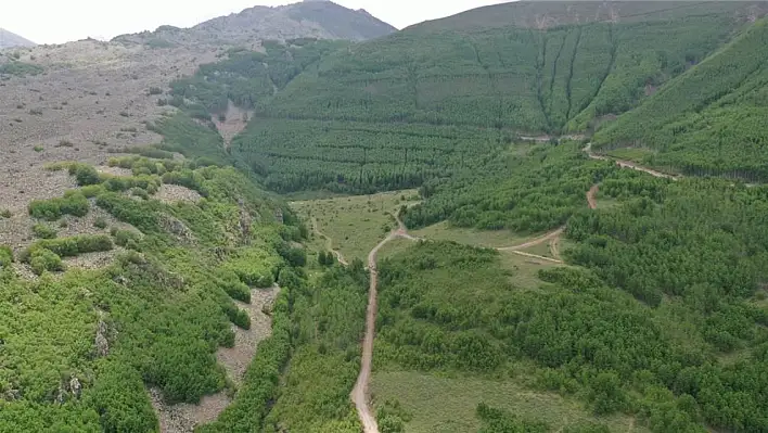 Şehrin gürültüsünden kaçmak isteyenler için işte Kayseri'nin ormanı