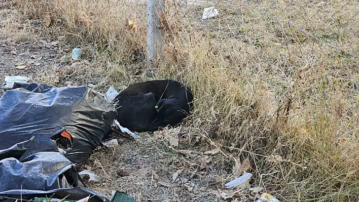 Okulda köpek kabusu! Çocuğa bakın ne oldu