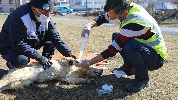 Sevimli dostların imdadına  'Pati Kurtaran' yetişiyor