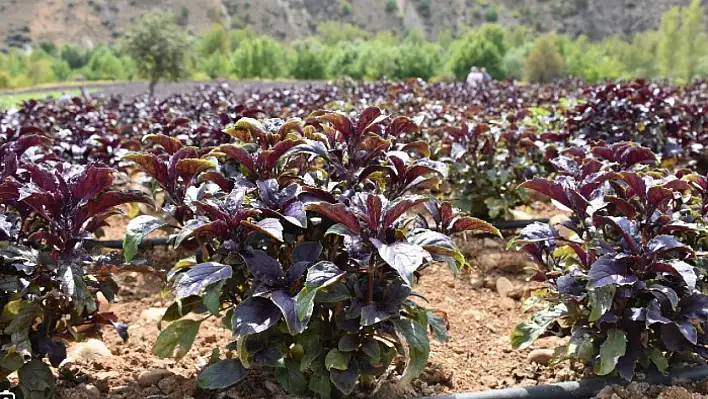 Sıcak yaz günlerinin serinletici içeceği!