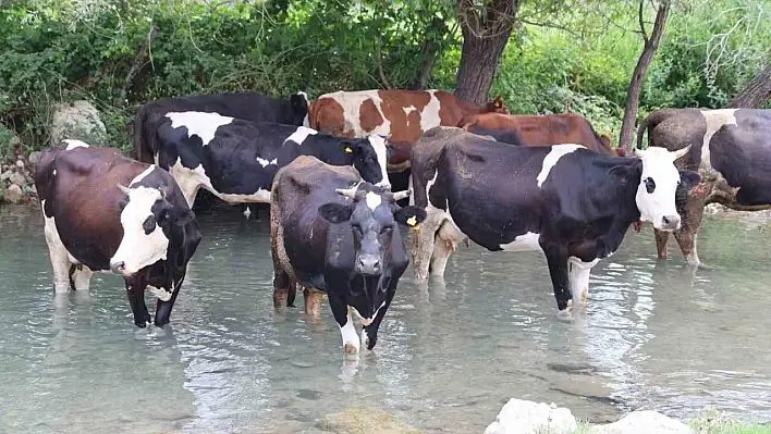 Sıcaklar bunalan hayvanlar suya girerek serinledi