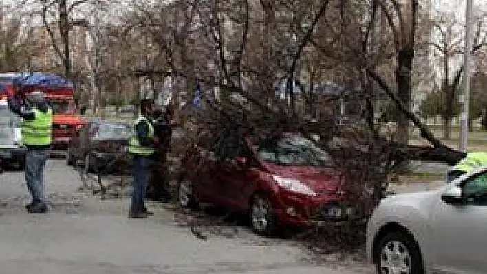 ŞİDDETLİ RÜZGARDAN YIKILAN AĞAÇ OTOMOBİLİN ÜZERİNE DEVRİLDİ