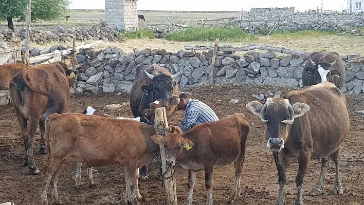 Sindelhöyük'te besicilerin yoğun mesaisi