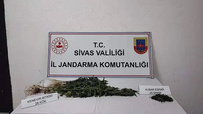 Sivas'ta 28 kök kenevir bitkisi geçirildi