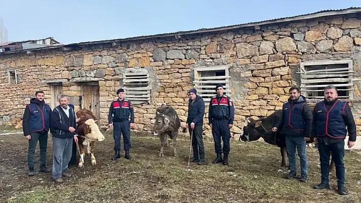 Büyükbaş hayvan hırsızları yakalandı