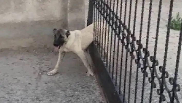 Sivas'ta demir kapının parmaklıklarına sıkışan köpek böyle kurtarıldı