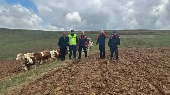 9 büyükbaş hayvan kayboldu