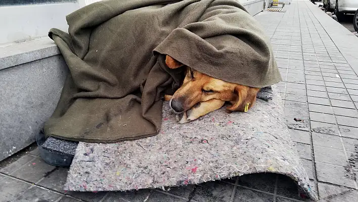 Soğukta üşüyen köpeği battaniye ile ısıttılar