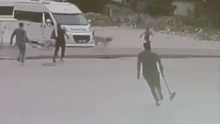 Sokak  köpekleri çocuğa saldırdı