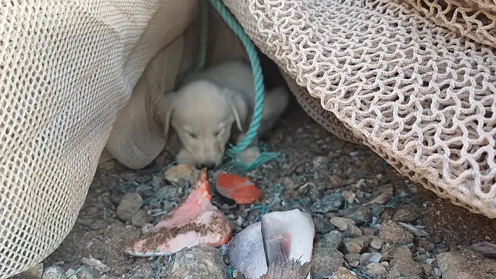 Sokak hayvanlarına haftada 3 ton sakatat