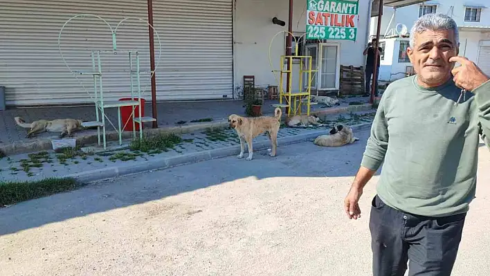 Başıboş köpek sorunu büyüyor!