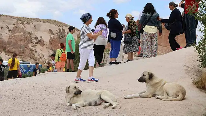 Sokak köpeği saldırdı