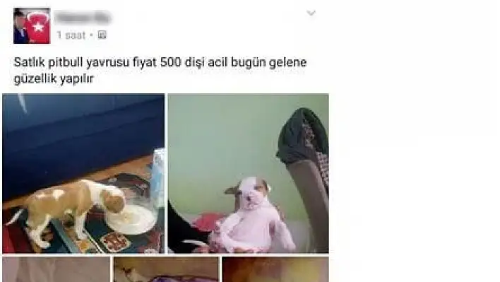 Sosyal medyadan köpek satışına ceza