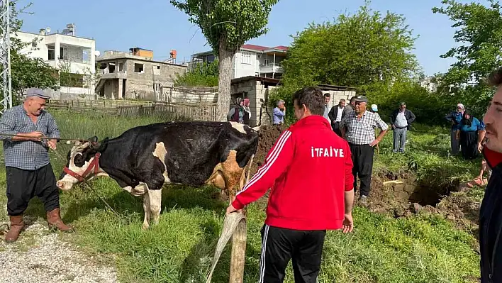 Su kuyusuna düşen hayvanlar kurtarıldı