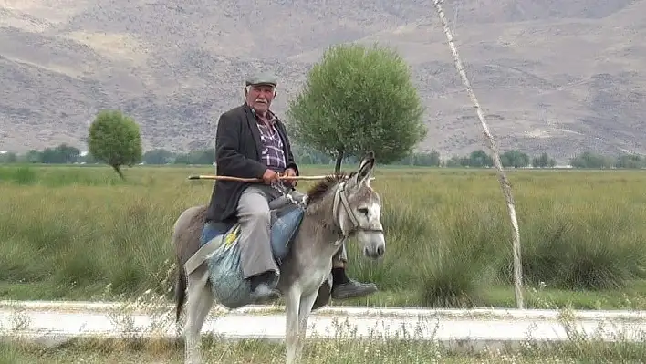 78 yaşında olmasına rağmen çobanlık yapıyor