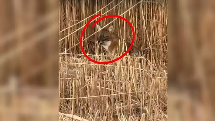 Sultan Sazlığı'nda ilginç anlar!