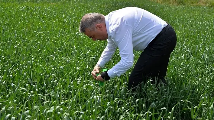 Süne ile mücadele için 180 bin parazitoit salımı yapıldı
