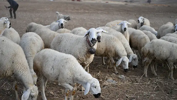 Sürüler 19'dan 150'ye çıktı: Kayseri'de, meralar şenleniyor
