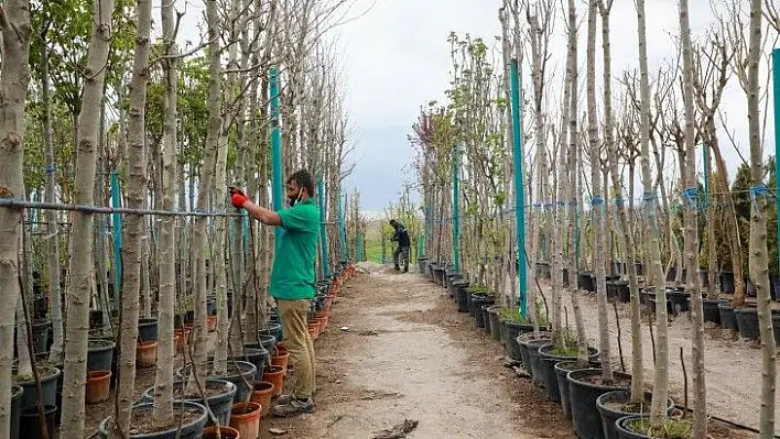 Talas'a 10 bin metrekarelik yeni fidanlık