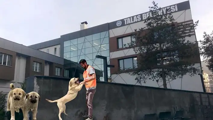 Talas Belediyesi 30 bin kilo alacak