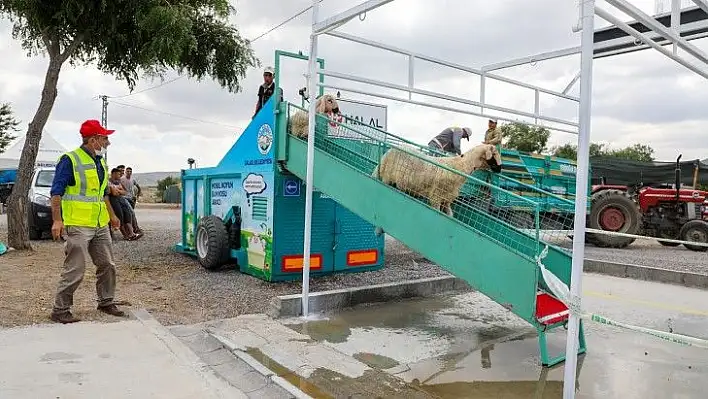 Kurbanlık koyunlar dezenfekte edildi...