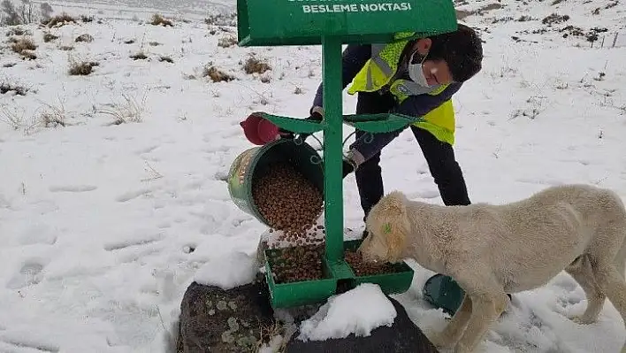 Sokak hayvanlarına özel ekip!