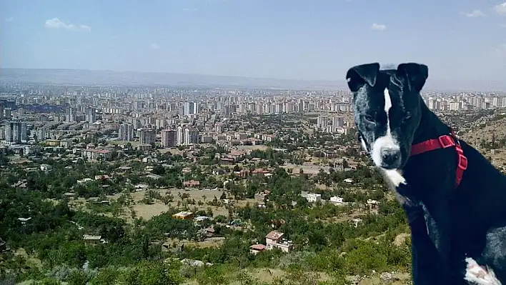 Talas'ta mahallede köpek alarmı! Kamera görüntüleri var