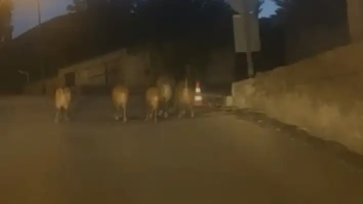 Talas'ta şaşırtan görüntü! Sürü şehre indi