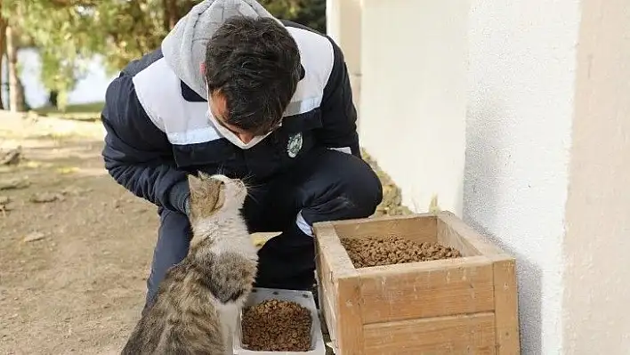 Talas'ta sokak hayvanlarını özel ekip besliyor