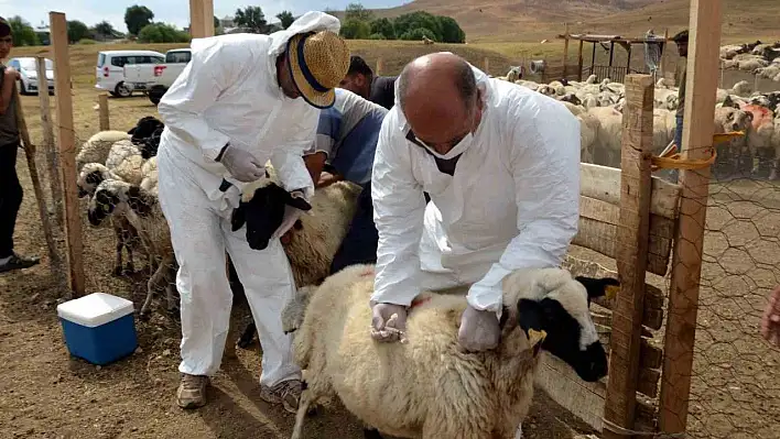 Talas'ta Tarımsal Kalkınmaya Desteği