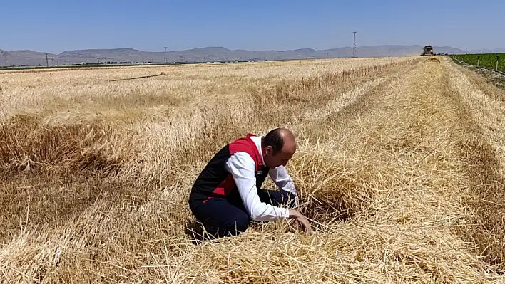 Tarlada ne arıyorlar! Kayseri'de kayıp mı var?