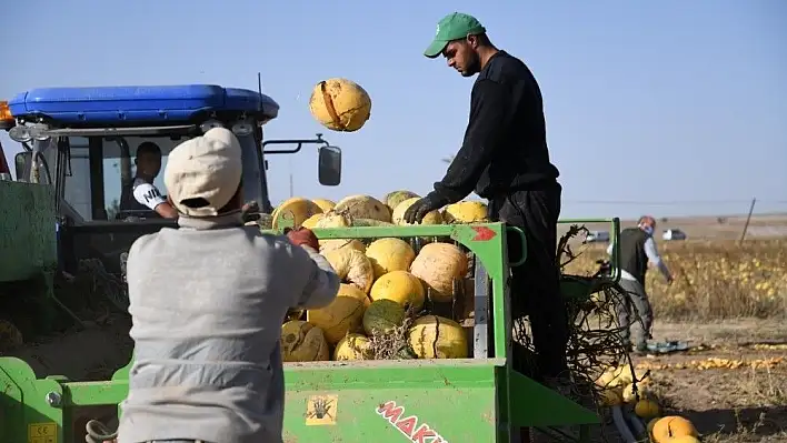 Tomarza'nın altını 'Kabak Çekirdeği'nin hasadına başlandı