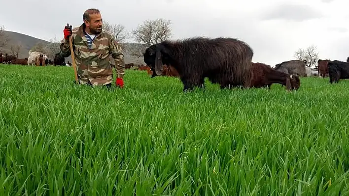 Türkiye'nin damızlık keçi ihtiyacı Kayseri'den karşılanıyor