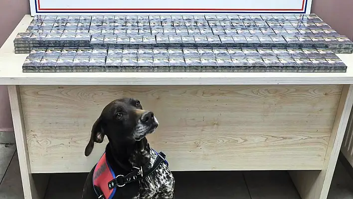 Tütün köpeği iş başında! 290 paket ele geçirildi