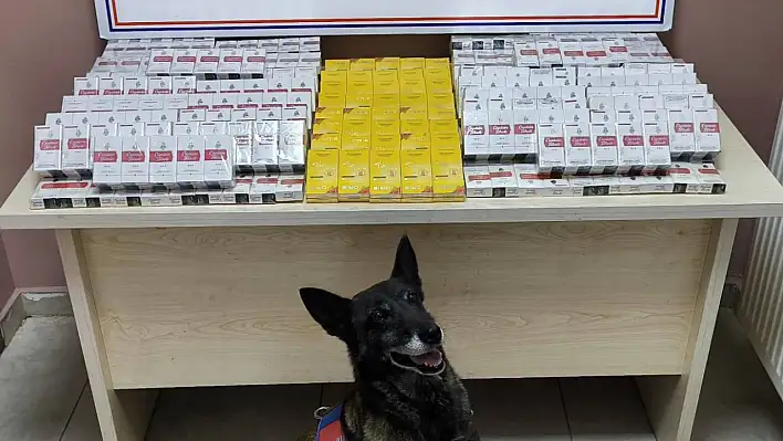 Tütün köpeği sayesinde tırdaki kaçak ürünler tek tek ele geçirildi
