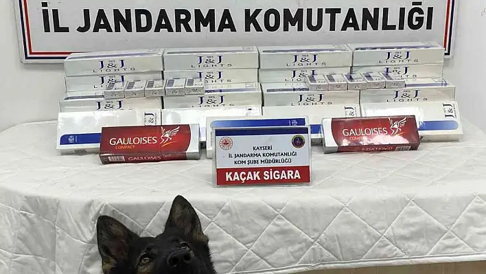 Tütün tespit köpeği 'Yolcu', sigara kaçakçılarını engelledi