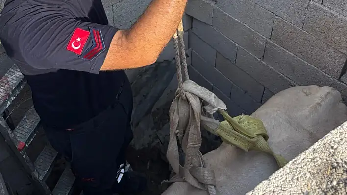 Tuvalet kuyusuna boğa düştü! Vinç ile kurtarıldı