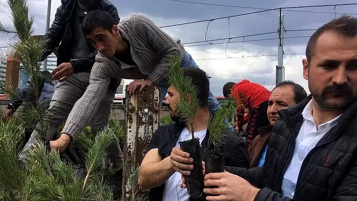 Ülkü Ocakları 10 Bin Adet Fidan Dağıttı