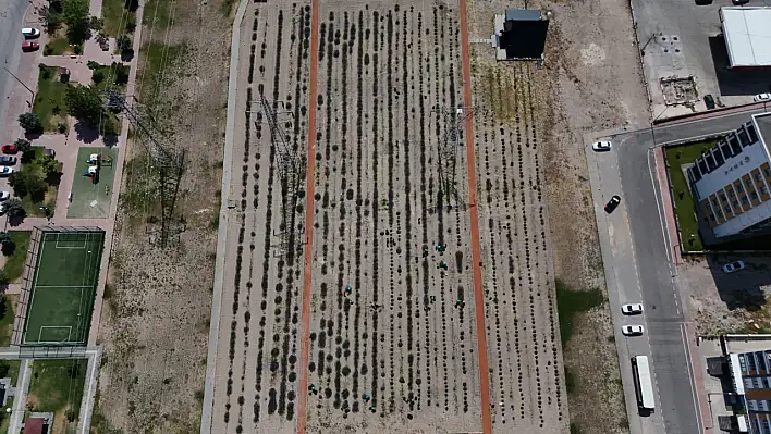 Uykuya, strese, güzelliğe doğal çözüm... Kayseri'de mor hasat başladı