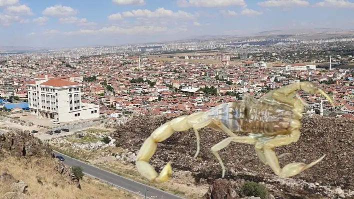 Vatandaşlar endişeli: Kayseri'nin o mahallesinde görüldü