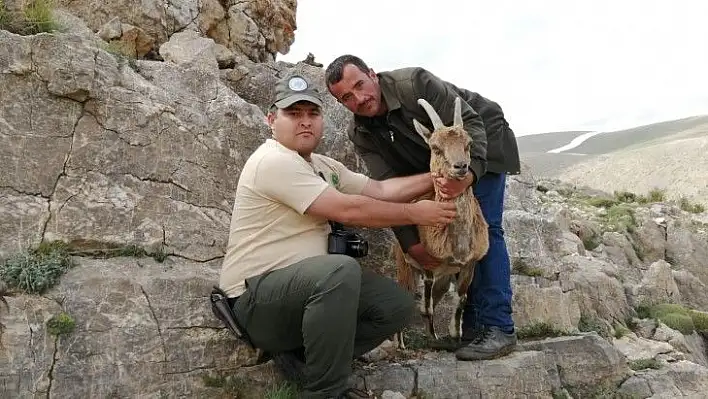 Yaban Hayatı Geliştirme Sahası'nda sevindiren gelişme