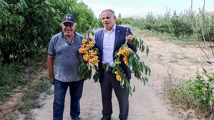 Yahyalı'daki kiraz üreticileri ihracatçıları bekliyor
