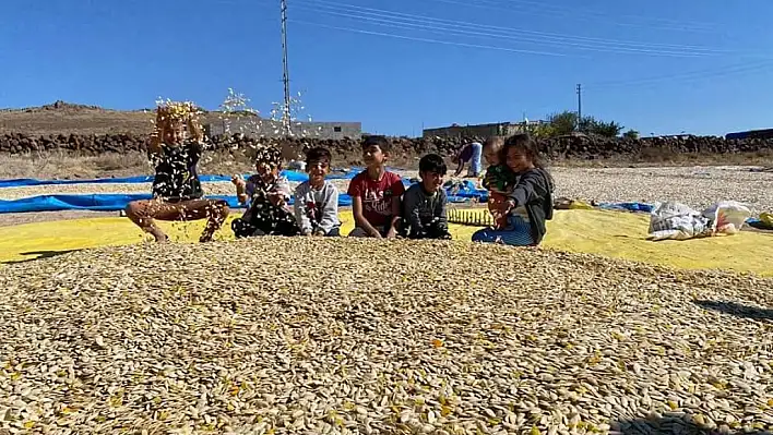 'Yakında eczanelerde satılır ve reçetelerde yer alırsa şaşırmayalım'