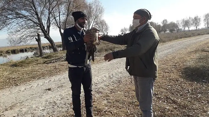 Yaralı bulunan Kızıl Şahin tedavi altına alındı