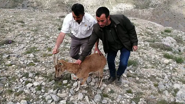 Yaralı bulunan yaban keçisinin tedavi süreci başladı