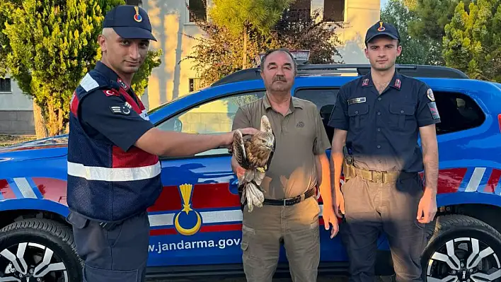 Yaralı bulundu, tedavi altına alındı!