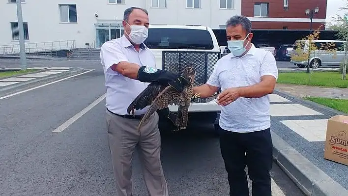 Yaralı doğan kuşu tedavi altına alındı